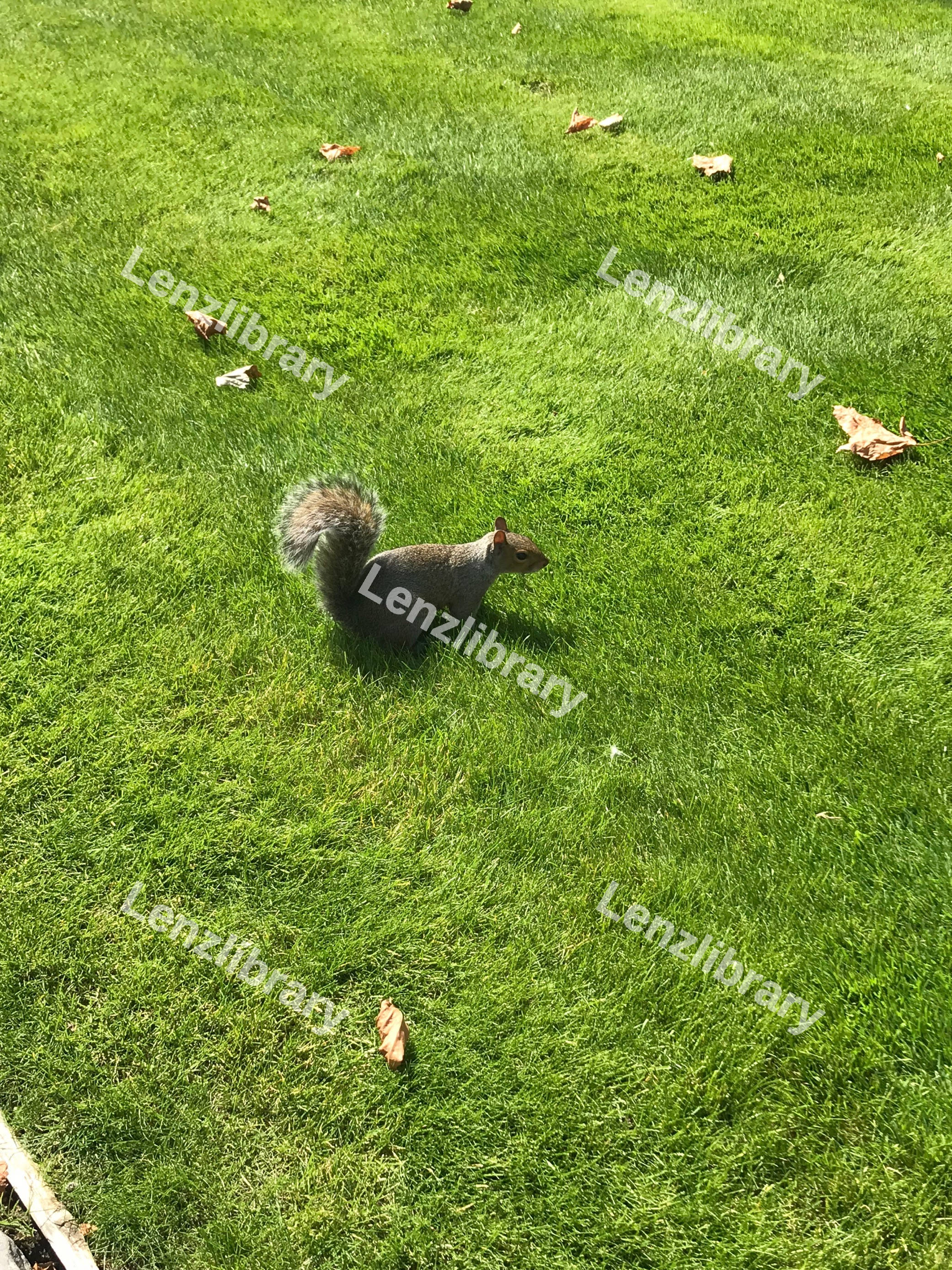 Grey Squirrel